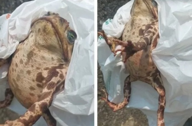 Sapo Cururu Encontrado Com A Boca Costurada E Assombra Moradores