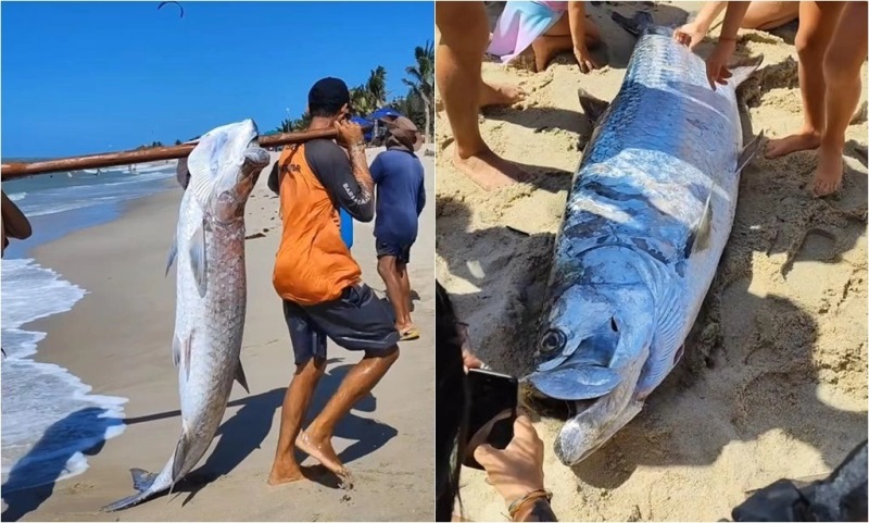 Peixes gigantes com mais de 100 kg são pescados no Piauí; veja o vídeo -  Portal É Notícias